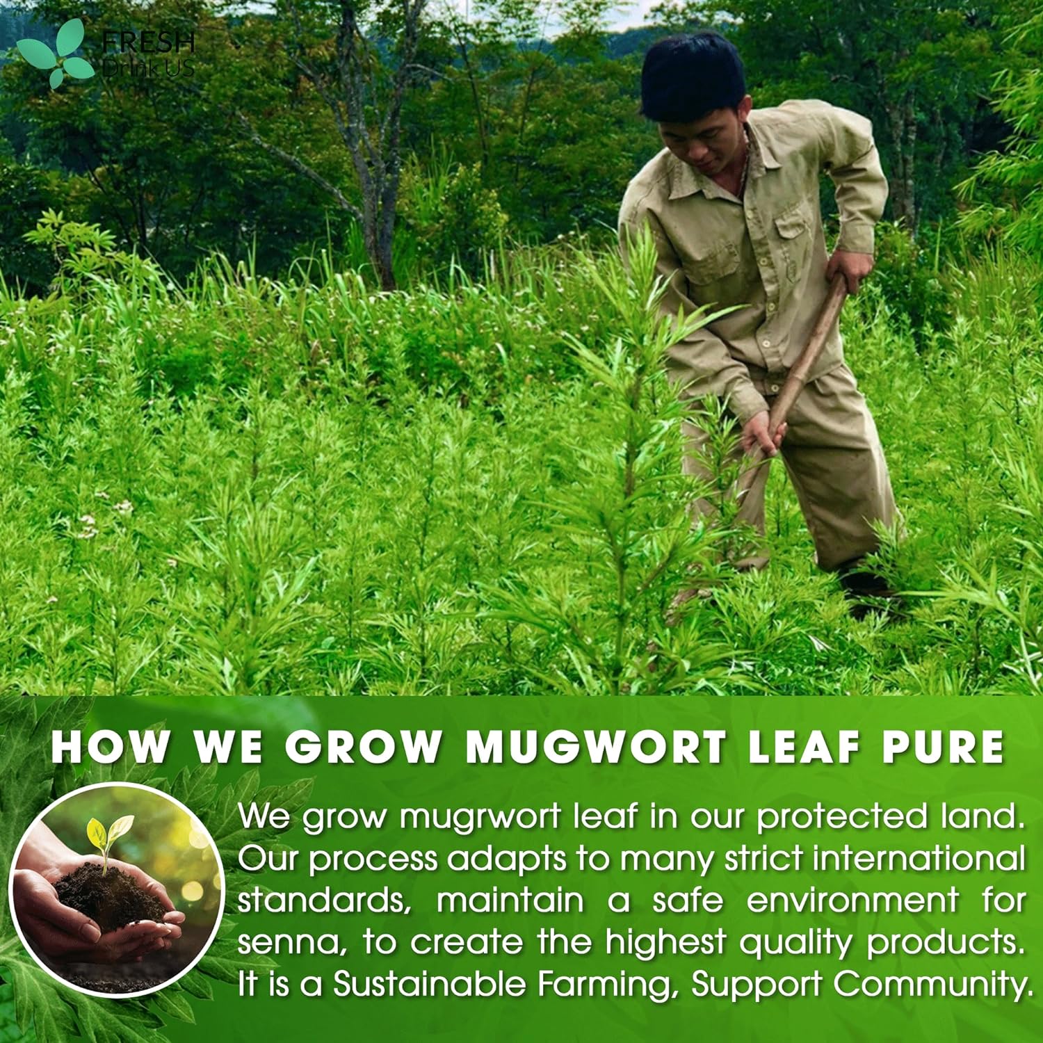 Mugwort Leaf Tea Bags, 100% Natural and Pure Mugwort Leaves, Loose Leaf Mugwort Herbal Tea, Mugwort Leaf Tea, No Sugar, No Caffeine, No Gluten, Vegan. | Tea | Wiccan Center
