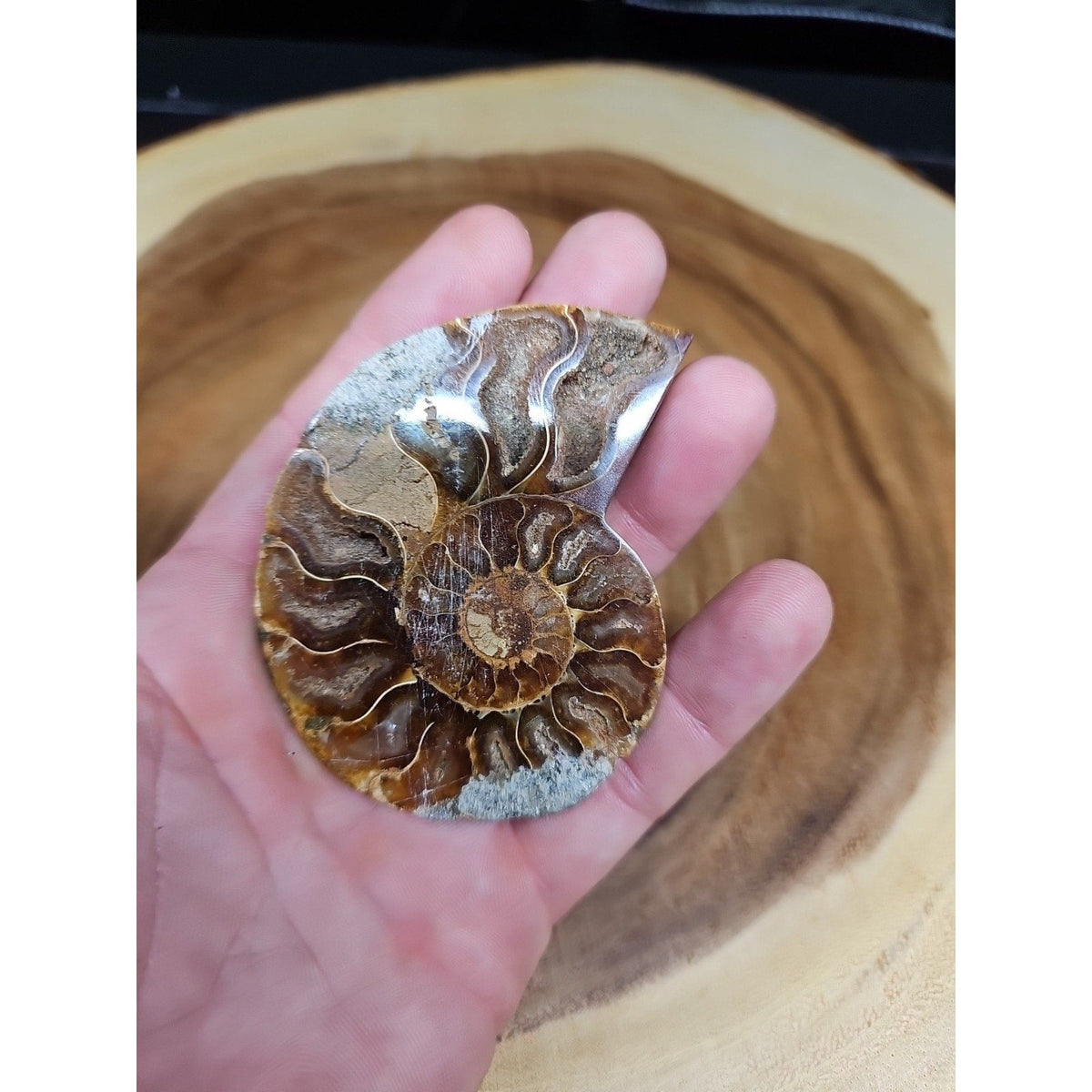Ammonite Fossil Small 52g