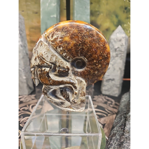 1.26LB Rare! Natural Tentacle Ammonite FossilSpecimen Shell Healing Madagascar | Fossils & Rare Specimens | Wiccan Center