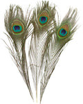 Peacock Feather | Feathers | Wiccan Center