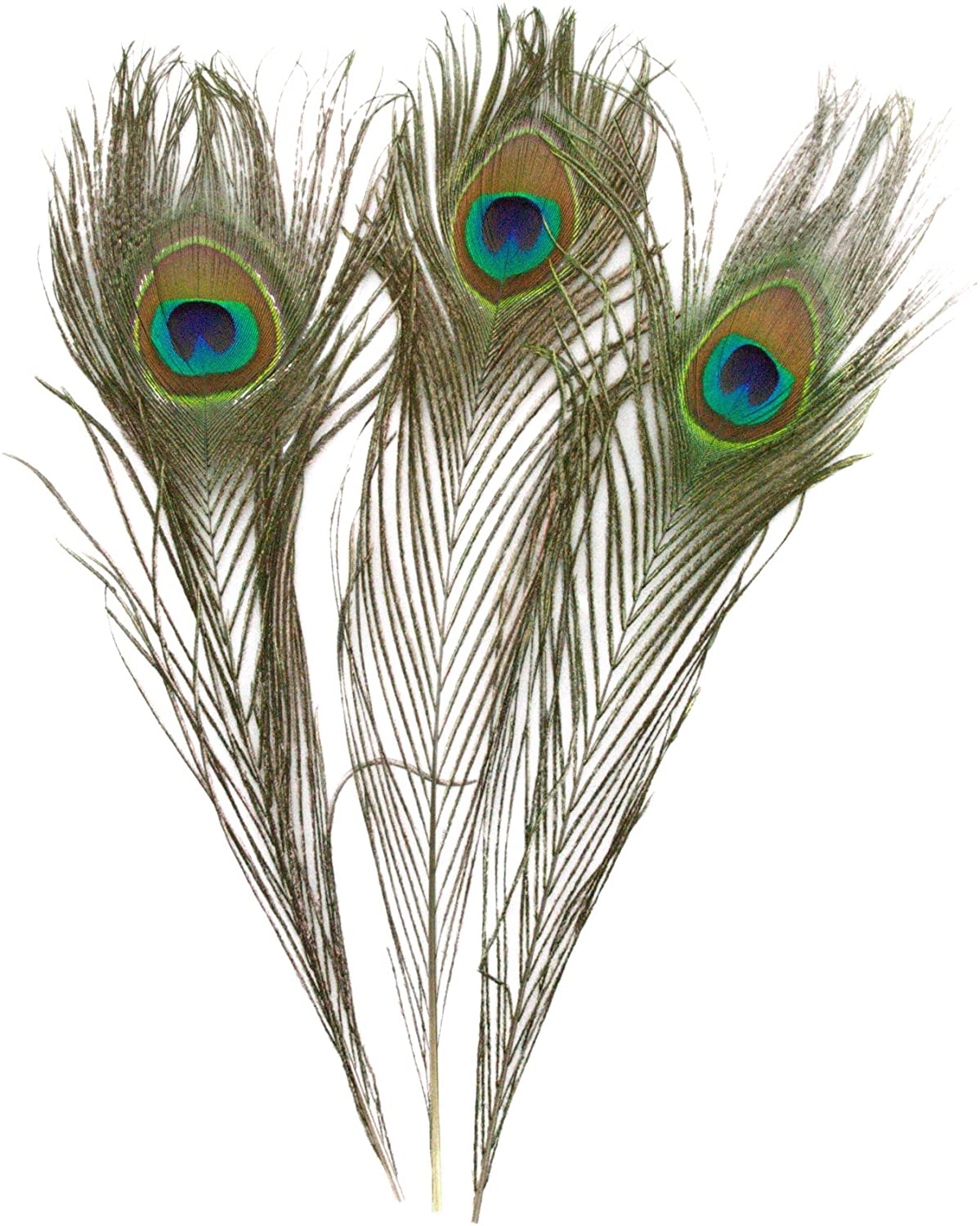 Peacock Feather | Feathers | Wiccan Center