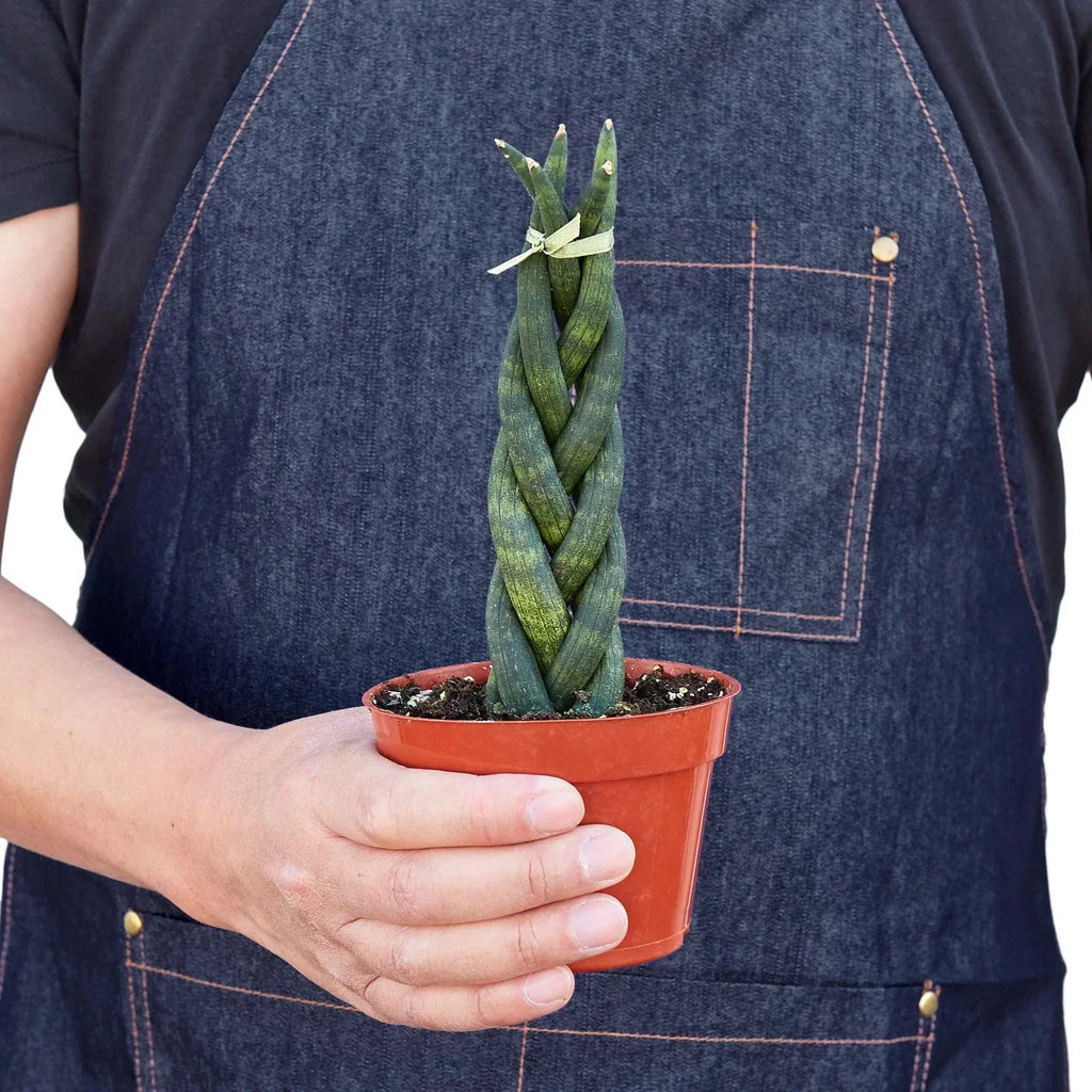 Snake Plant Braided | 4" Plant | Wiccan Center