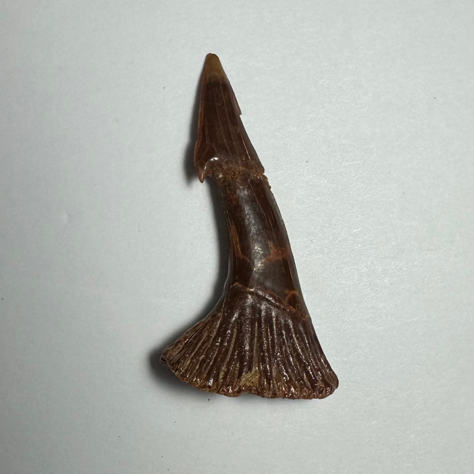 Onchopristis Barb/Tooth (MD) | Fossils | Wiccan Center
