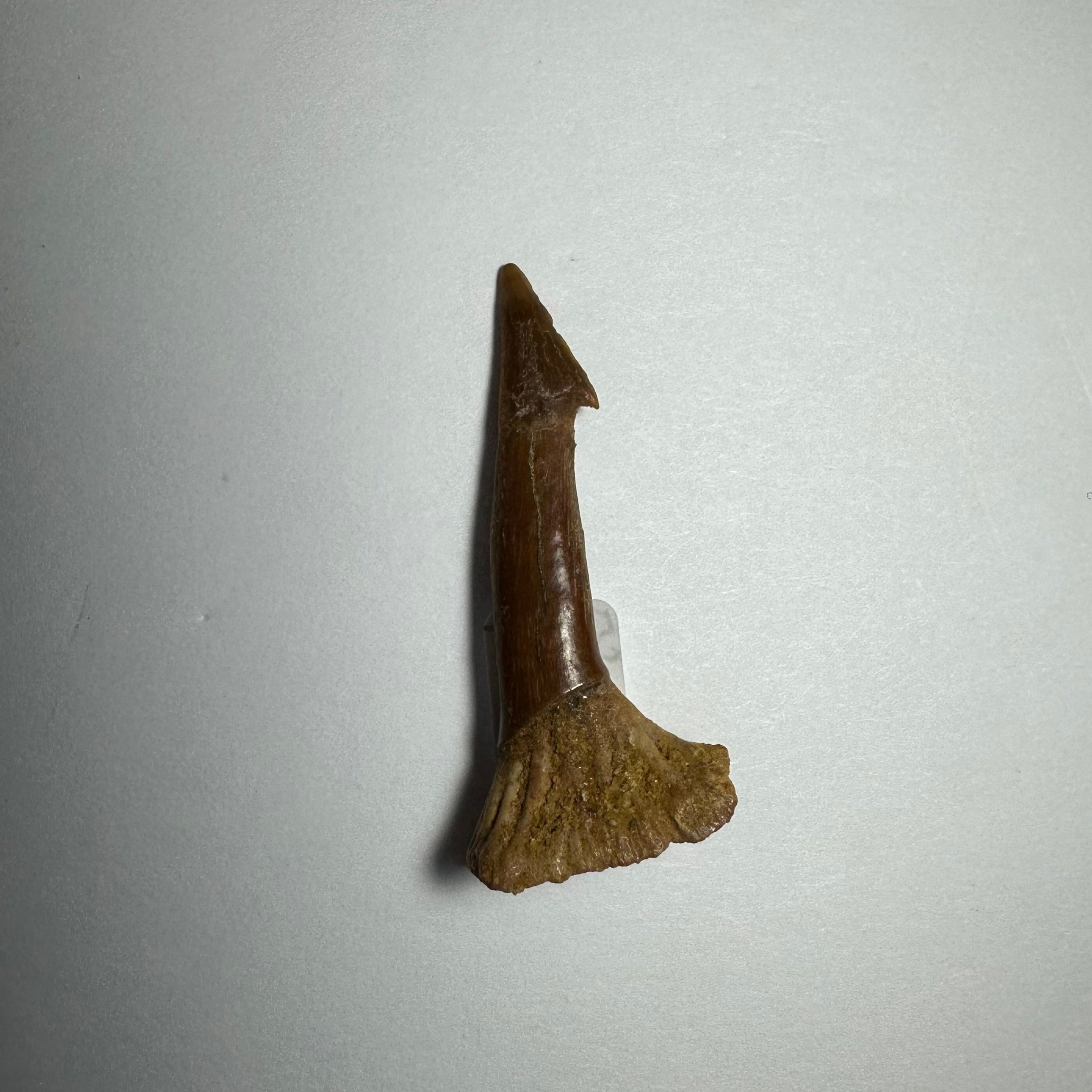 Onchopristis Barb/Tooth (SM) from Morocco | Fossils | Wiccan Center
