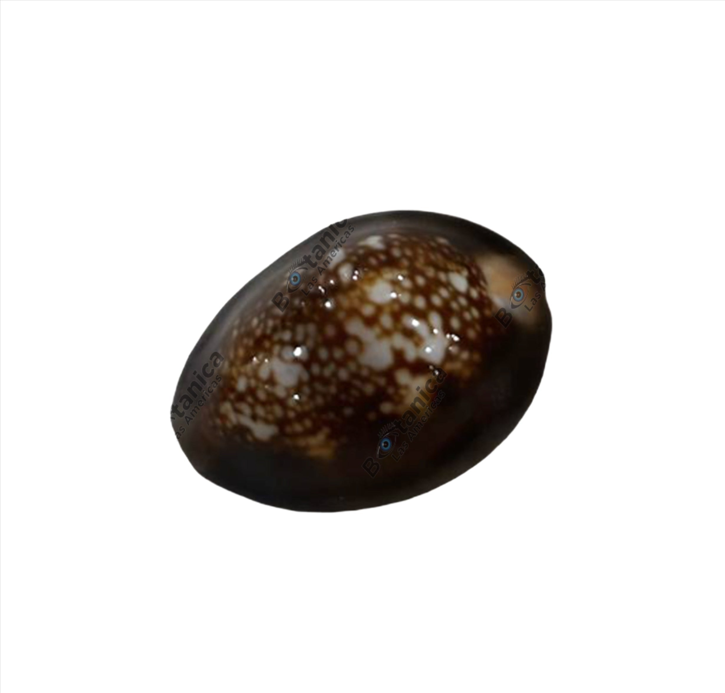 Caracol Tigre (1 unit)