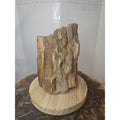 Texas Petrified Wood Raw Mineral Specimen with Stand — Grounding & Ancient Earth Energy | CrystalCloud Company