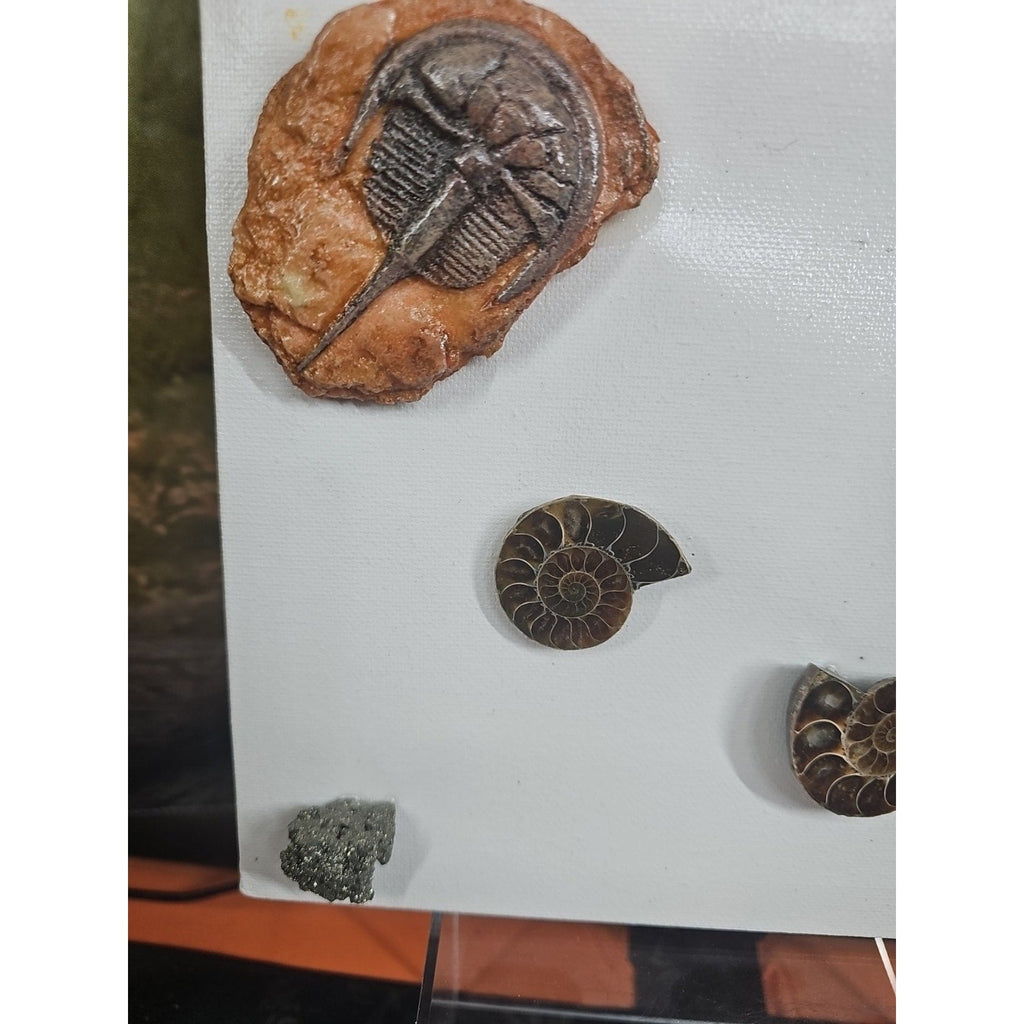 Ammonite Fossil Polished Art | Fossils & Rare Specimens | Wiccan Center