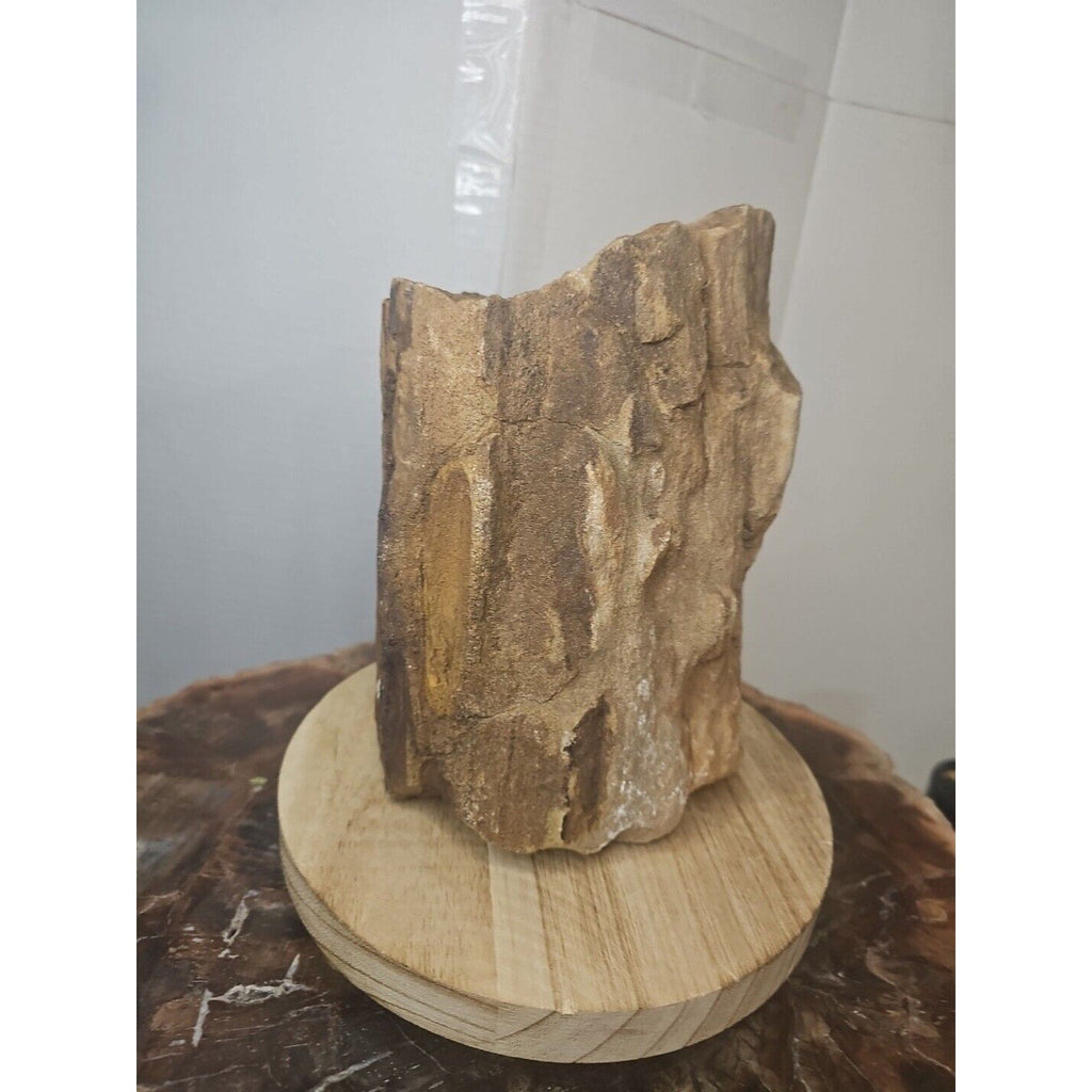 Texas Petrified Wood Raw Mineral Specimen with Stand — Grounding & Ancient Earth Energy | CrystalCloud Company