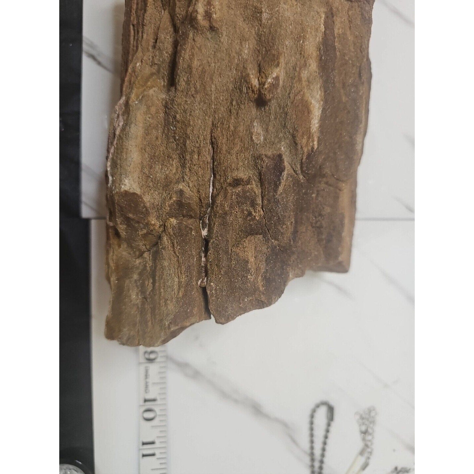 Texas Petrified Wood Raw Mineral Specimen with Stand — Grounding & Ancient Earth Energy | CrystalCloud Company
