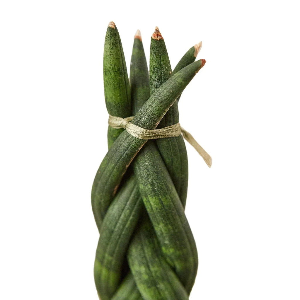 Snake Plant Braided | 4" Plant | Wiccan Center