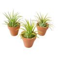 3 Ionantha Air Plants with Mini Terra Cotta Pots | Air PLants | Wiccan Center