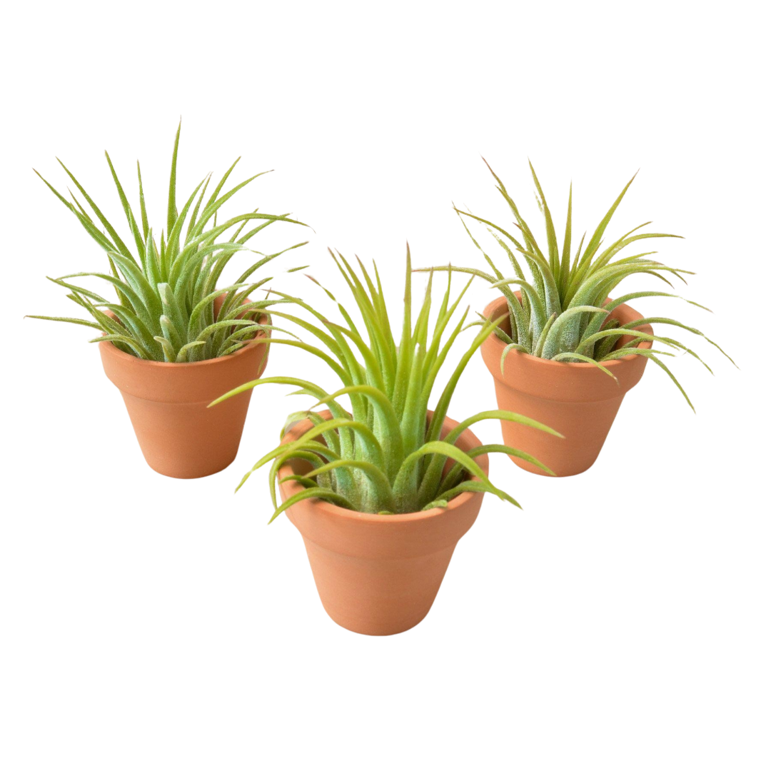 3 Ionantha Air Plants with Mini Terra Cotta Pots | Air PLants | Wiccan Center