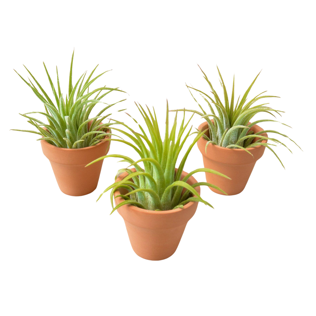 3 Ionantha Air Plants with Mini Terra Cotta Pots | Air PLants | Wiccan Center