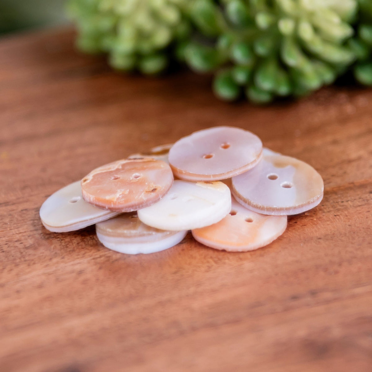 Abalone Shell Buttons