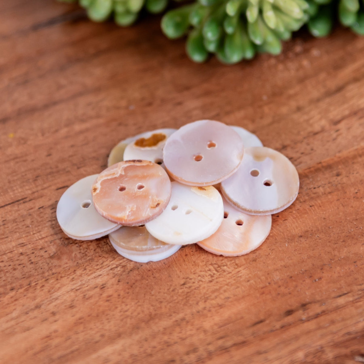Abalone Shell Buttons