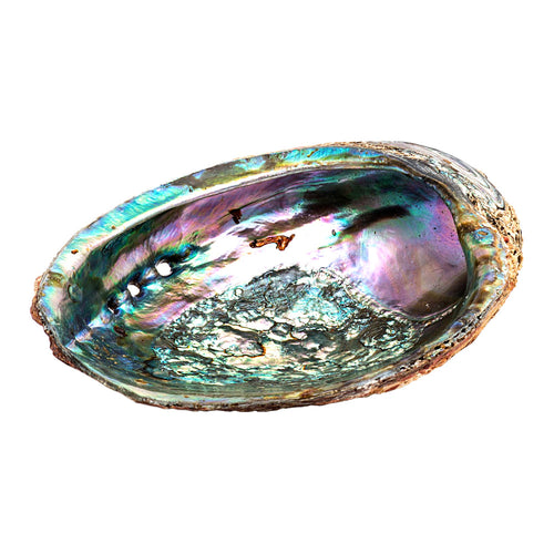 Abalone Shell 3" - 4" | Abalone Shell | Wiccan Center
