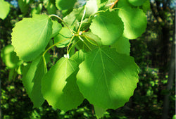 HERB ALAMO | Herbs | Wiccan Center