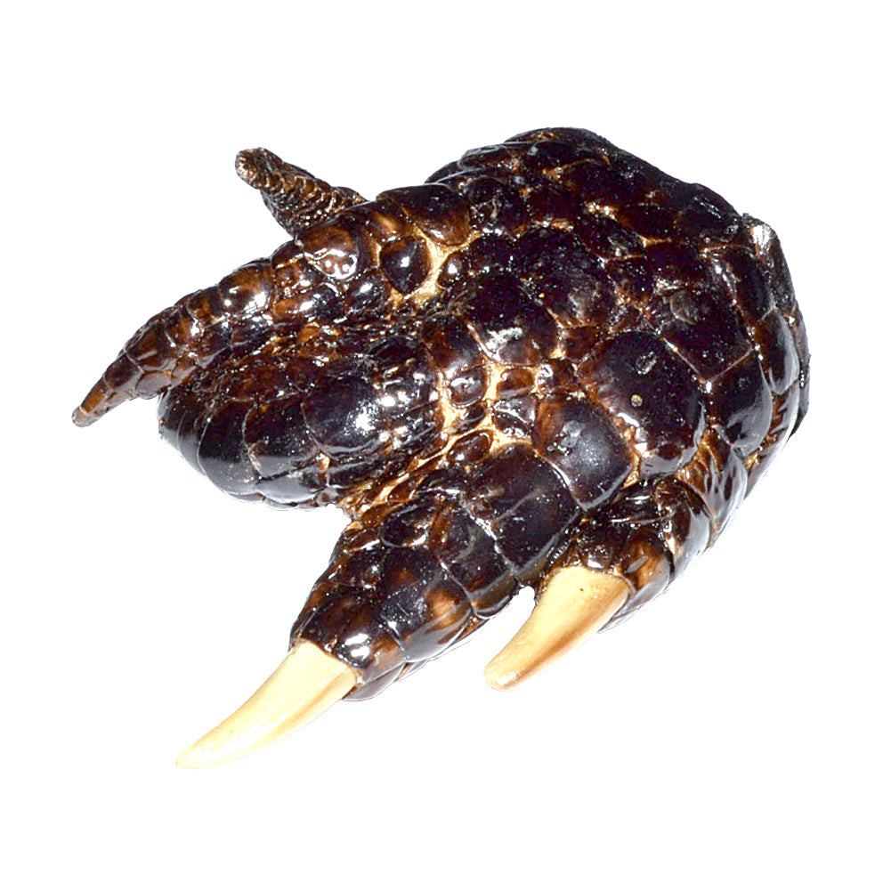Alligator Claw | Religious & Ceremonial | Wiccan Center