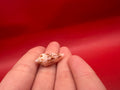 Ambassador Cone Shell 22.4mm – Conus legatus with Documentation
