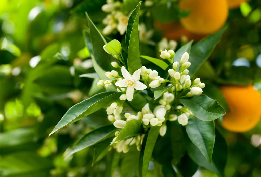 Neroli - ROOM & LINEN SPRAY -- by Moon Water Apothecary! | | Wiccan Center
