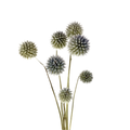 Dried Blue Globe Thistles