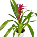 Bromeliad Guzmania 'Purple' - 4" Pot | 4" Plant (1pk/$3.5) ($10 Ship/31oz) | Wiccan Center