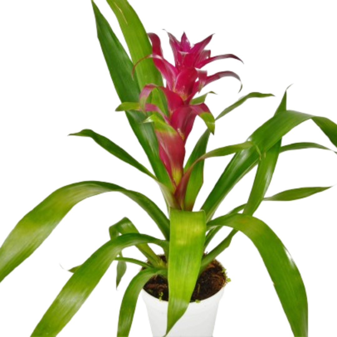 Bromeliad Guzmania 'Purple' - 4" Pot | 4" Plant (1pk/$3.5) ($10 Ship/31oz) | Wiccan Center