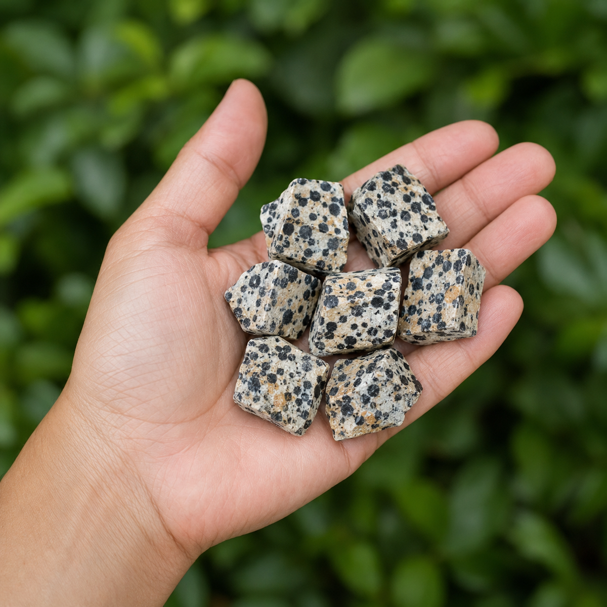 Dalmatian Jasper Rough Rocks (Grounding Energy and Good Fortune)