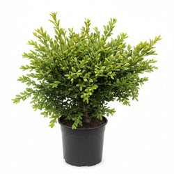 Wilson Northern Charm™ Boxwood | Plant | Wiccan Center