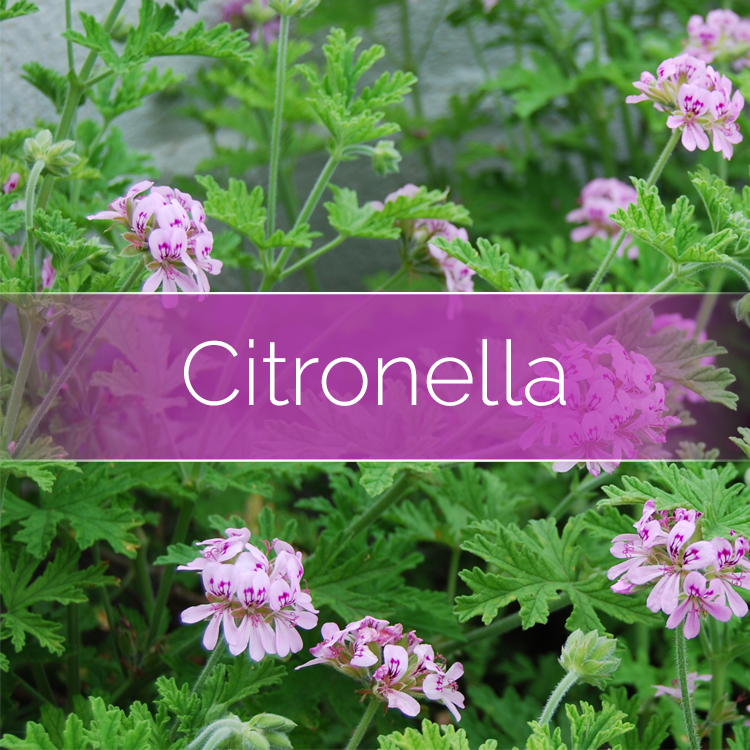Citronella - Candle-Making Kit | Candles | Wiccan Center