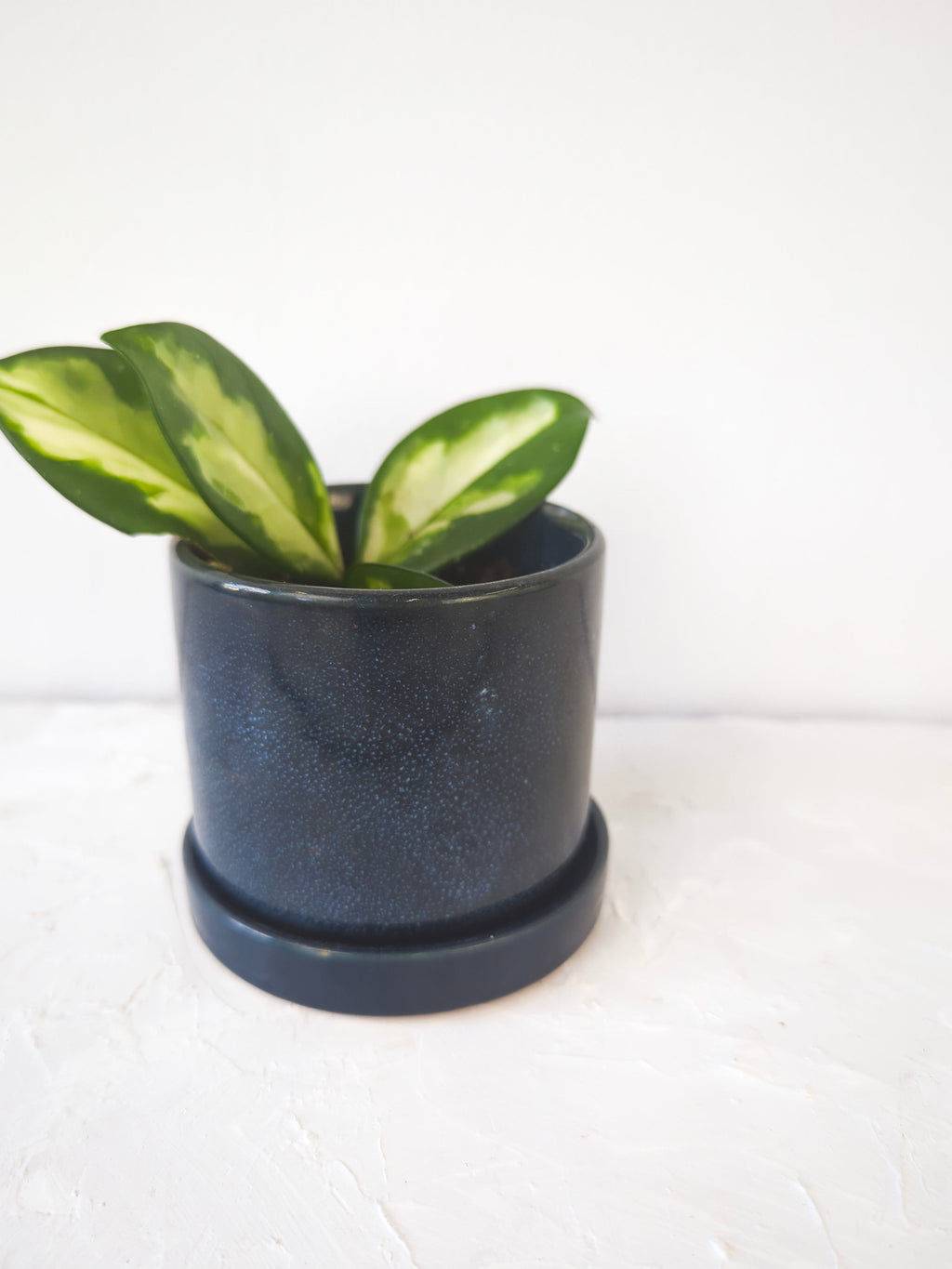 Cosmos Blue 3" Ceramic Plant Pot and Saucer | plant pot | Wiccan Center