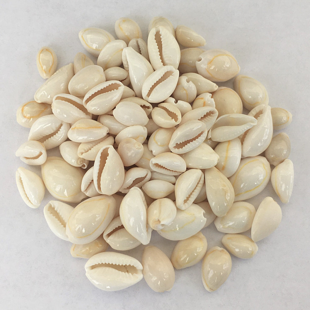 Cowrie Shells - 18 Pcs | Ritual Kits, Tools & Spell Supplies | Wiccan Center