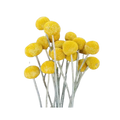 Dried Craspedia / Billy Ball Flowers - Yellow