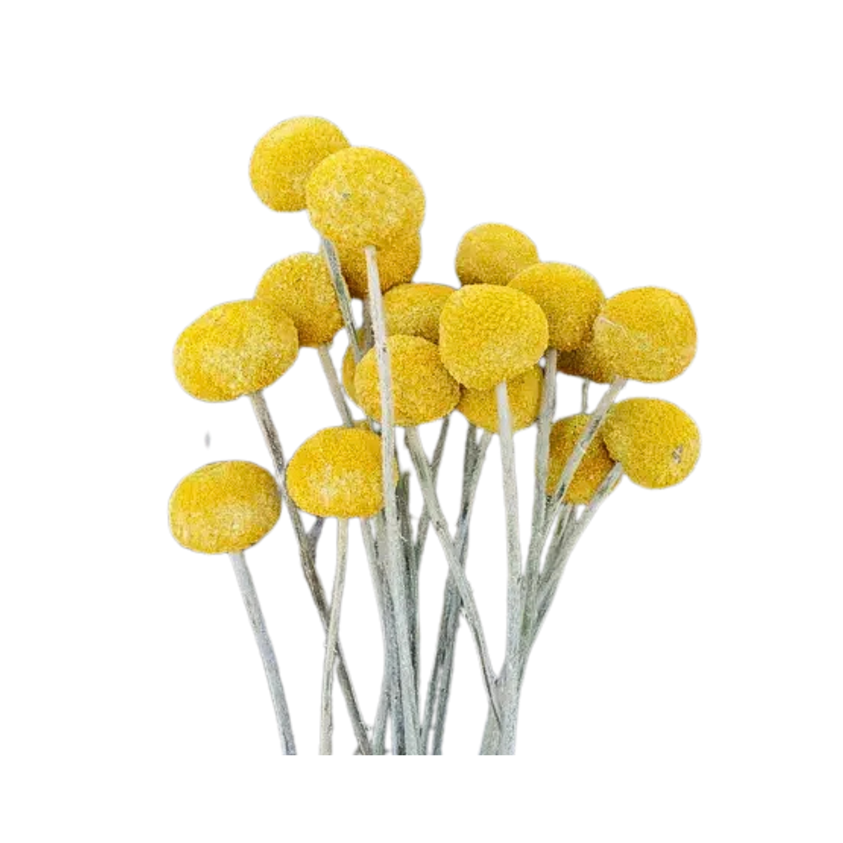 Dried Craspedia / Billy Ball Flowers - Yellow