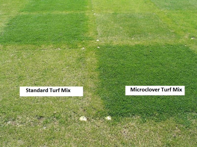 Microclover Natural Alternative Lawn Seed | | Wiccan Center