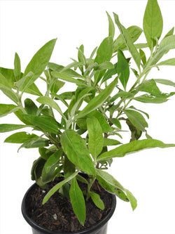 PLANTA SAlLVIA O SAGE CON RAIZ | Herbs | Wiccan Center