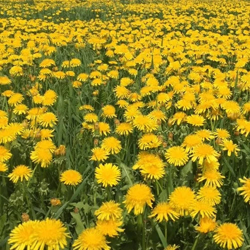 DandiPure™ – Wild Dandelion Seed | Pollinator-Friendly, Edible, Chemical-Free Lawn | | Wiccan Center