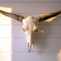 Decorative Steer Horns and Skull | Bull Horns | Wiccan Center