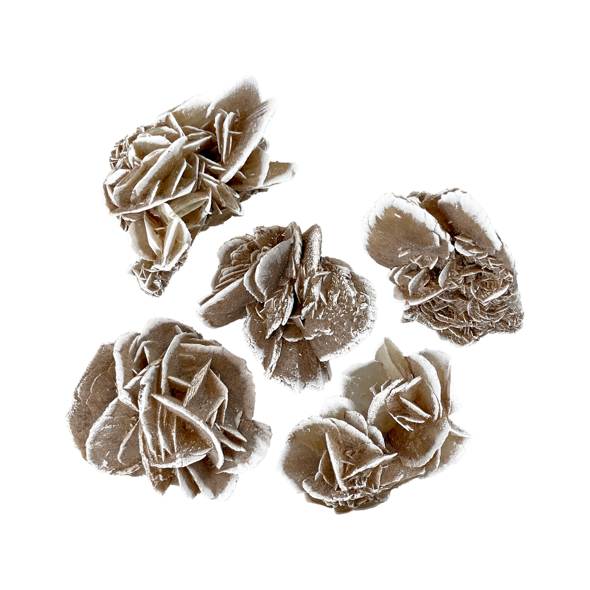 Desert Rose Selenite Cluster - Small
