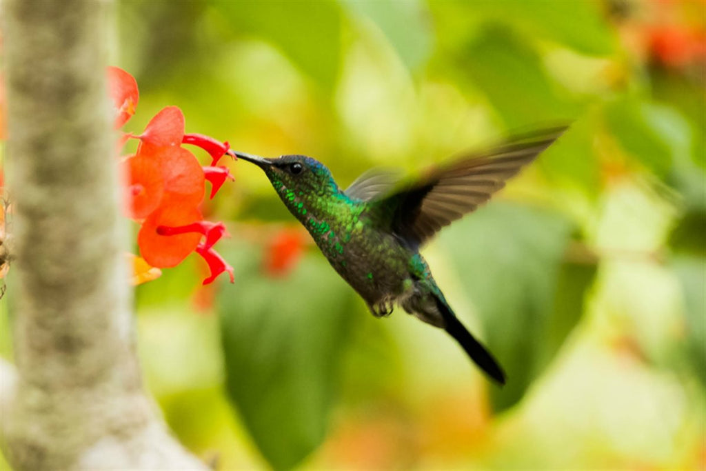 Hummingbird Haven Mix | | Wiccan Center