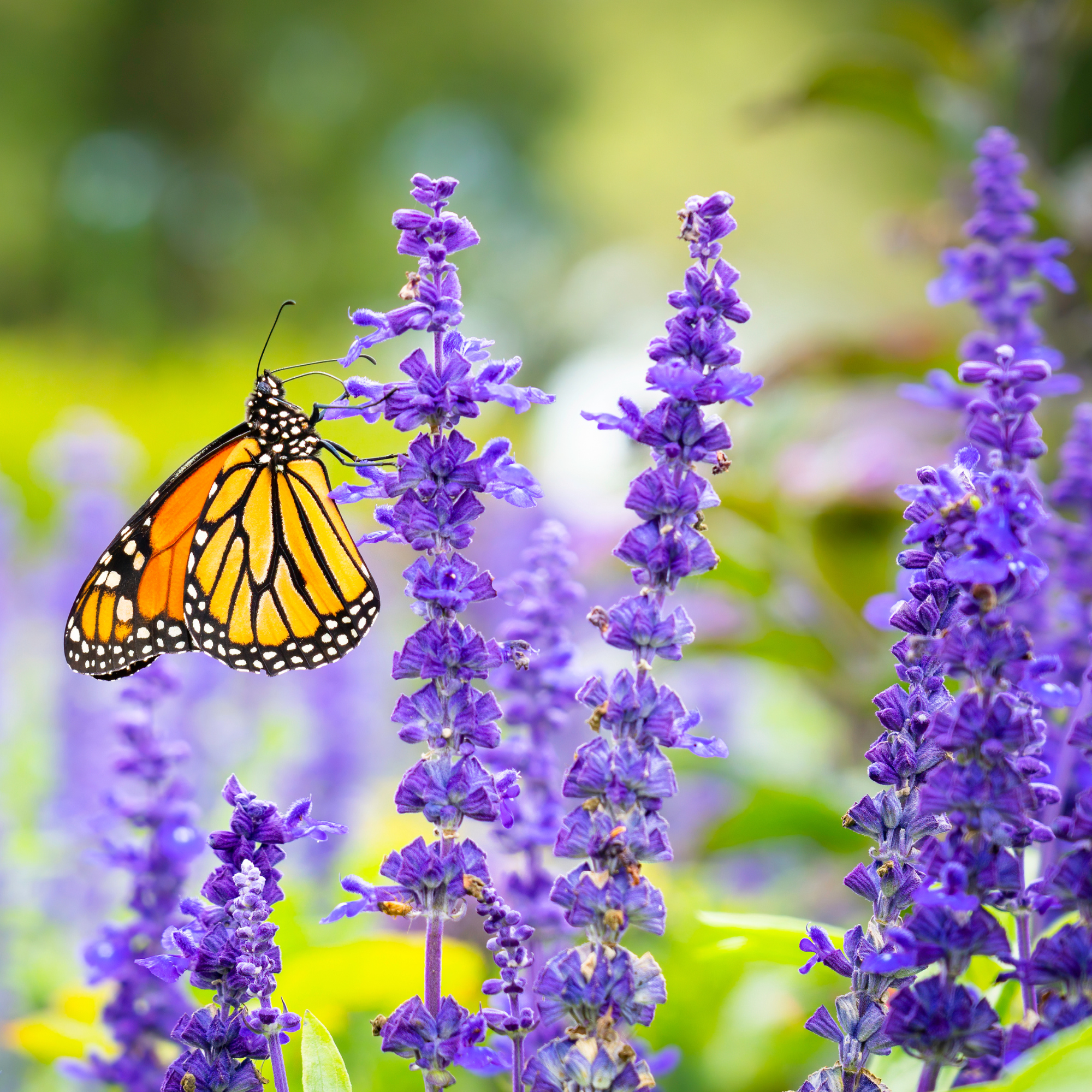 GoodBug™ Wildflower Mix A Natural Way to Fight Garden Pests—Without Chemicals | | Wiccan Center