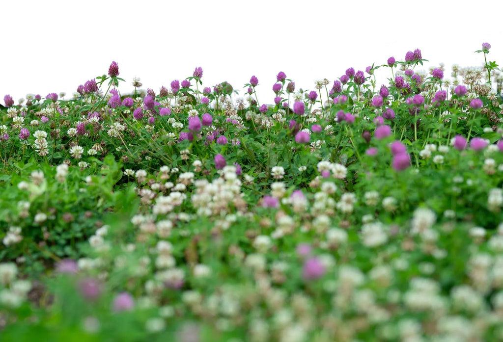 Low Grow™ No-Mow Lawn Mix – Clover & Low-Maintenance Grass Alternative | | Wiccan Center