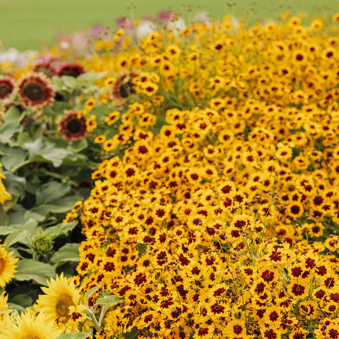 Western Wonders Native Wildflower Mix | | Wiccan Center