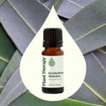 Plant Therapy Eucalyptus Globulus Essential Oil 10 Ml