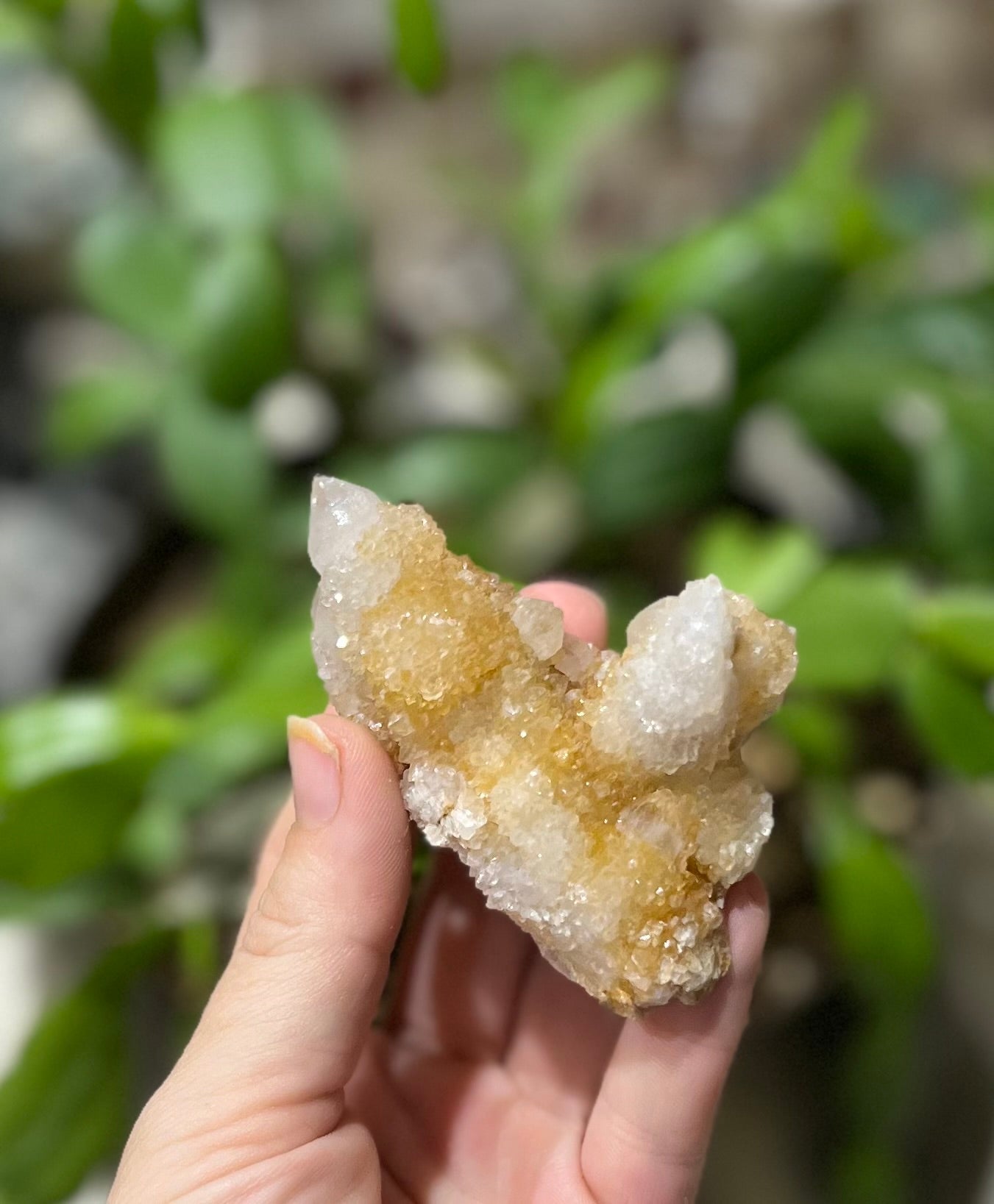 Spirit Quartz Points, Cactus Quartz Clusters, You Choose Size | | Wiccan Center