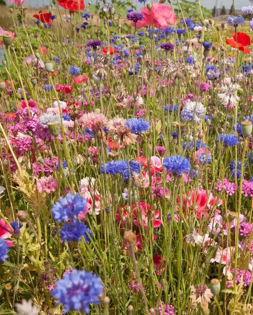 Northeast Native & Naturalized Wildflower Mix | | Wiccan Center