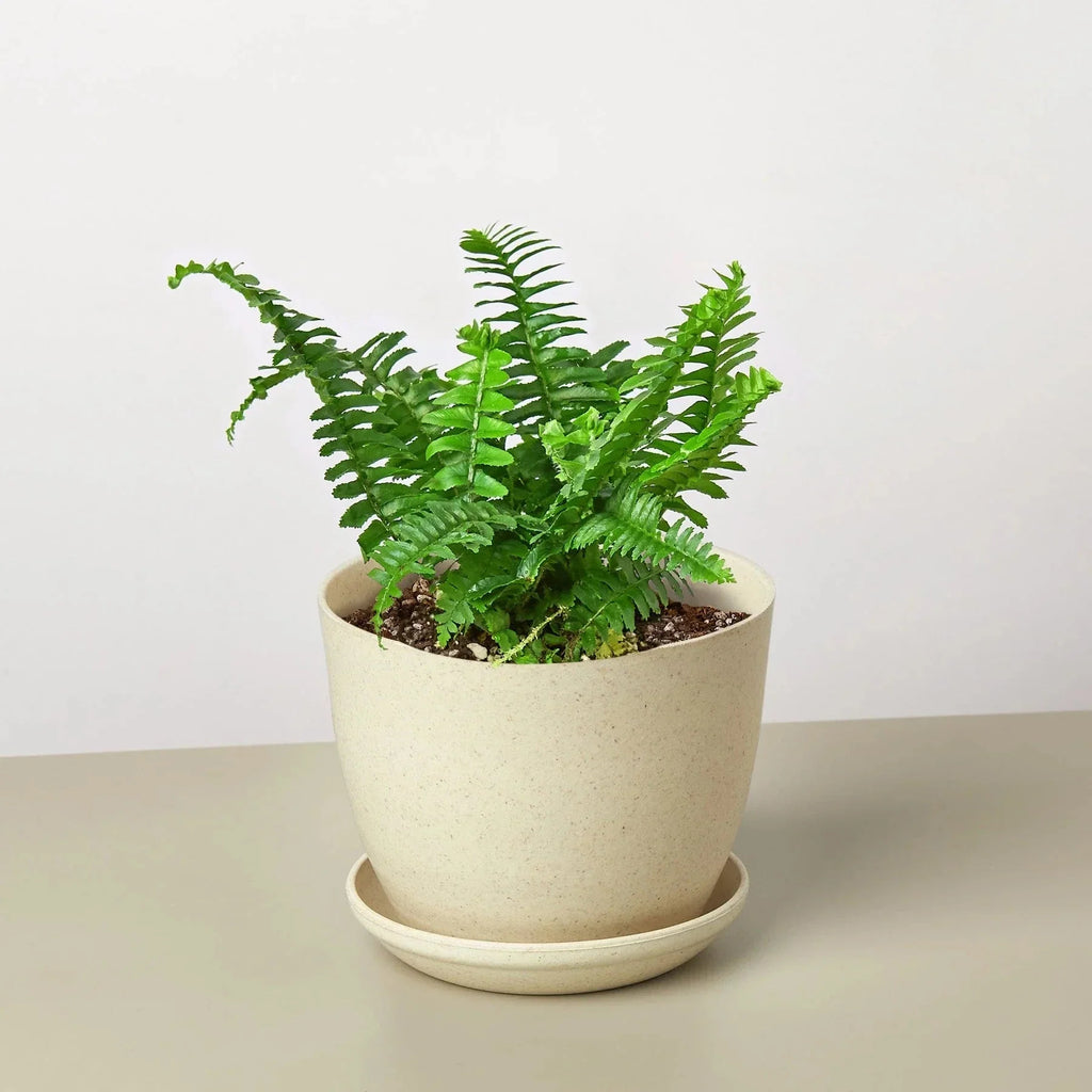 Jester's Crown Fern | Indoor Plants | Wiccan Center