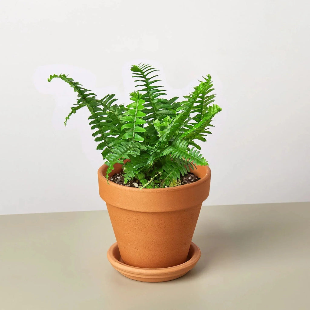 Jester's Crown Fern | Indoor Plants | Wiccan Center