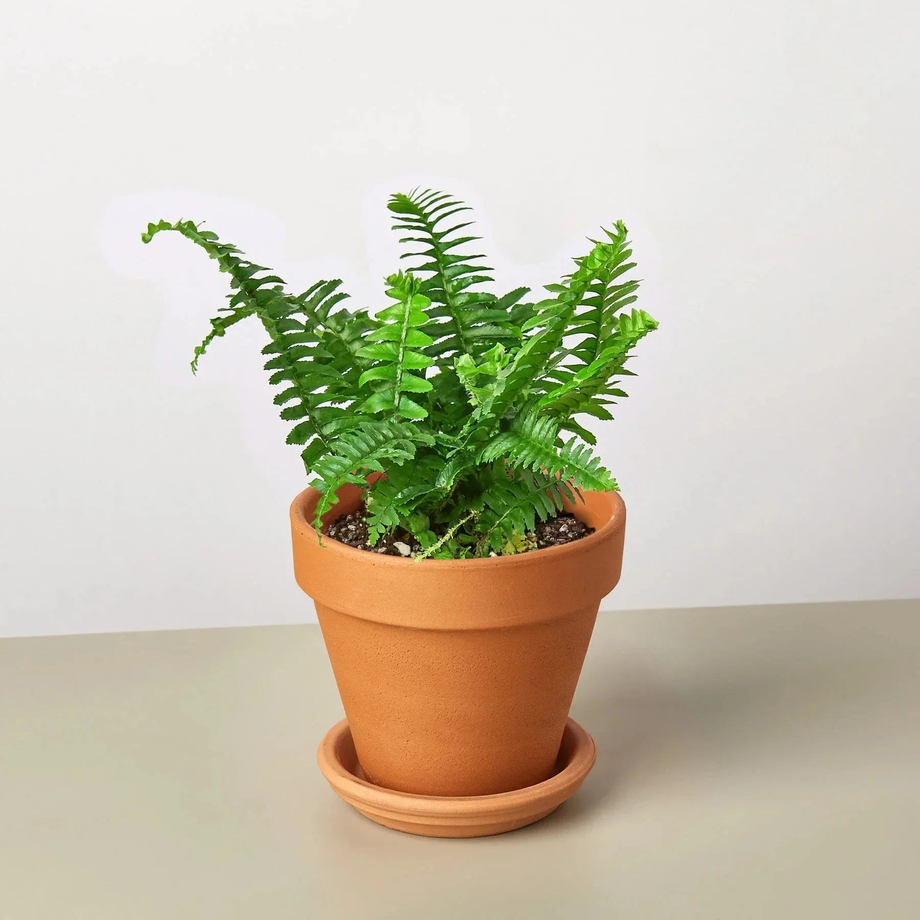 Jester's Crown Fern | Indoor Plants | Wiccan Center