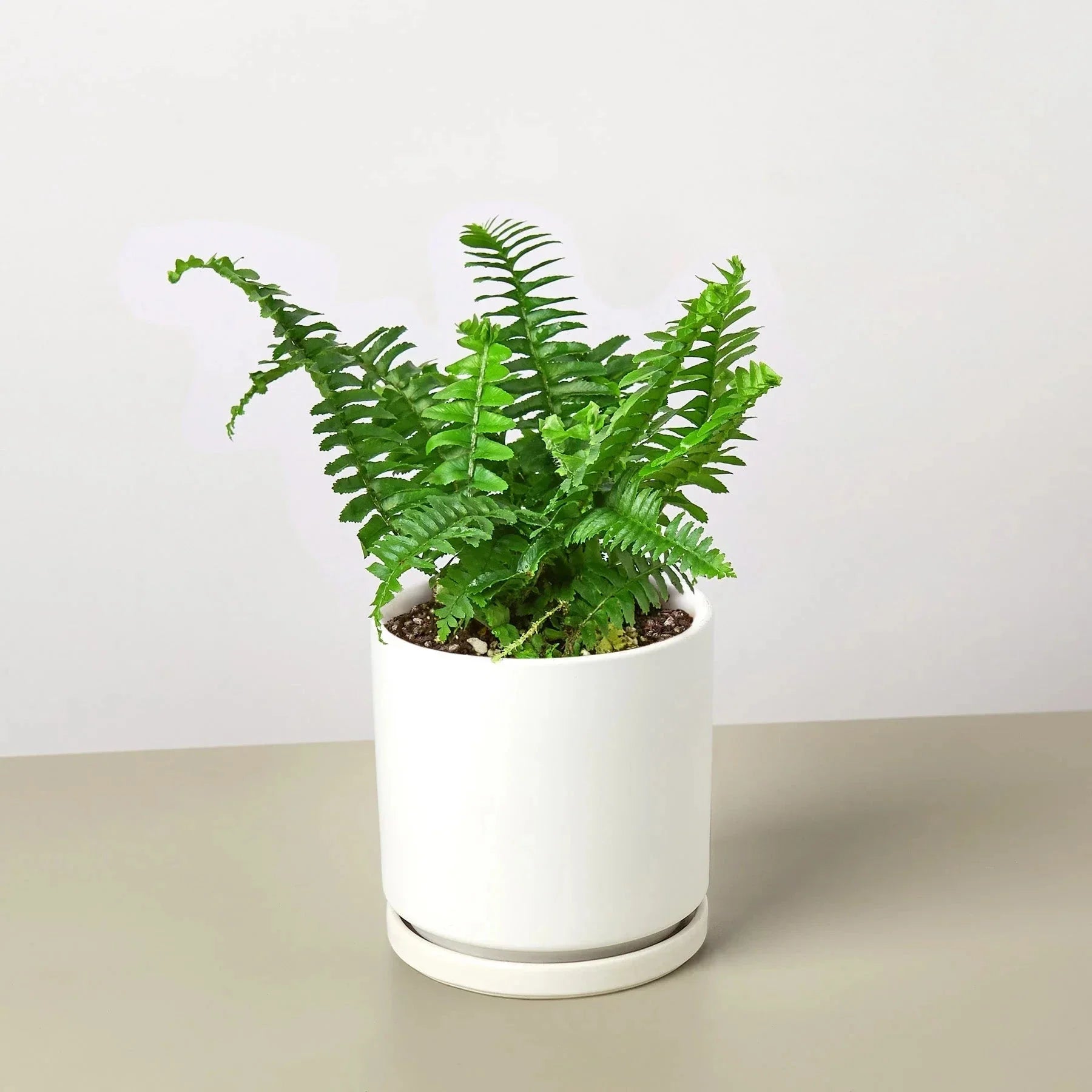 Jester's Crown Fern | Indoor Plants | Wiccan Center